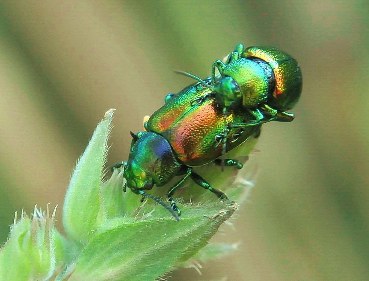 Chrysolina fastuosa ?